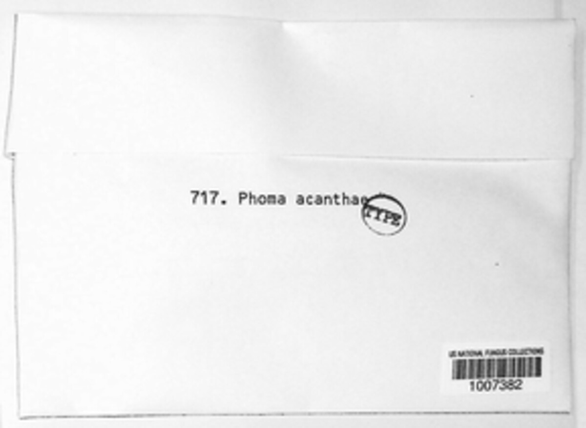Phomopsis acanthi image